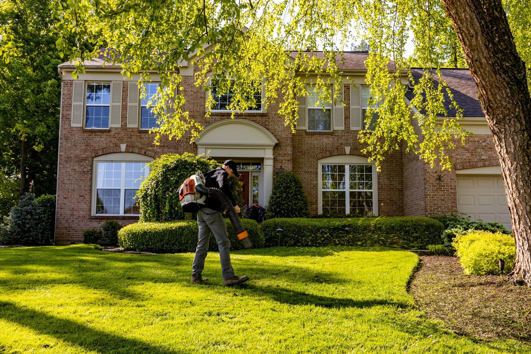 How to Keep Earwigs Out of Your House 4 Tips for Ohio Homeowners